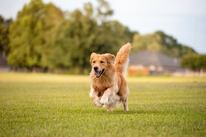 iStock-1252455620 (1).jpeg