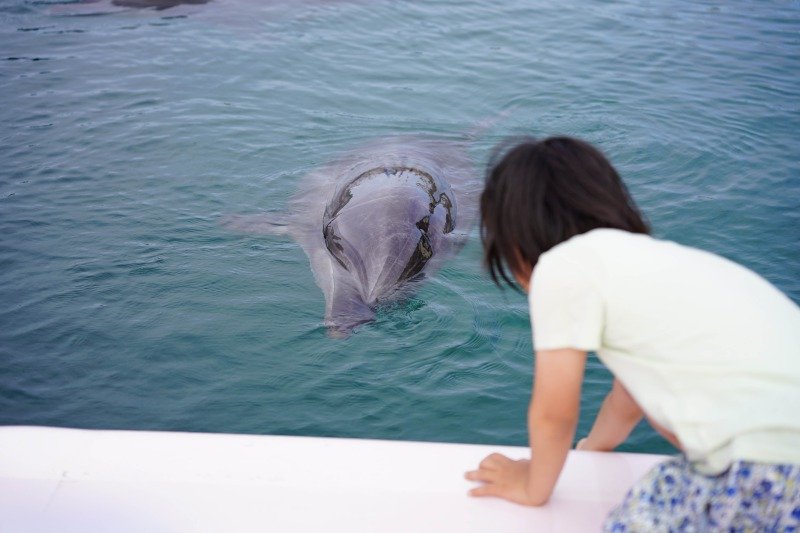 iki_dolphin_sub10.jpg