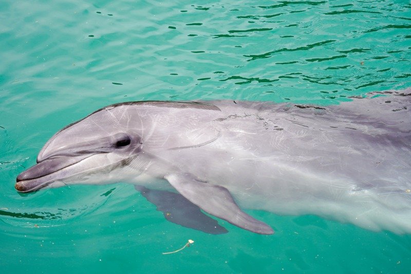 iki_dolphin_sub13.jpg