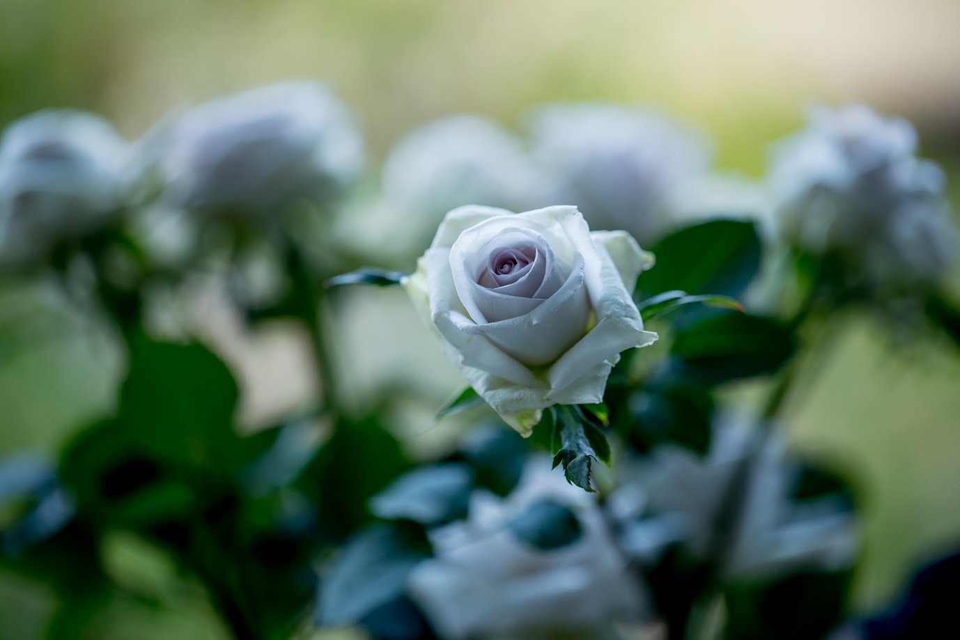 rose1.JPG