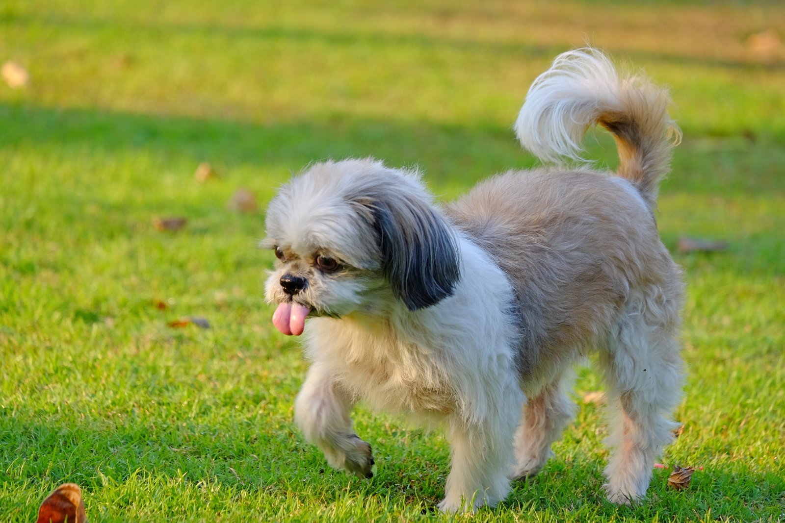 shutterstock_1408285400a.jpg