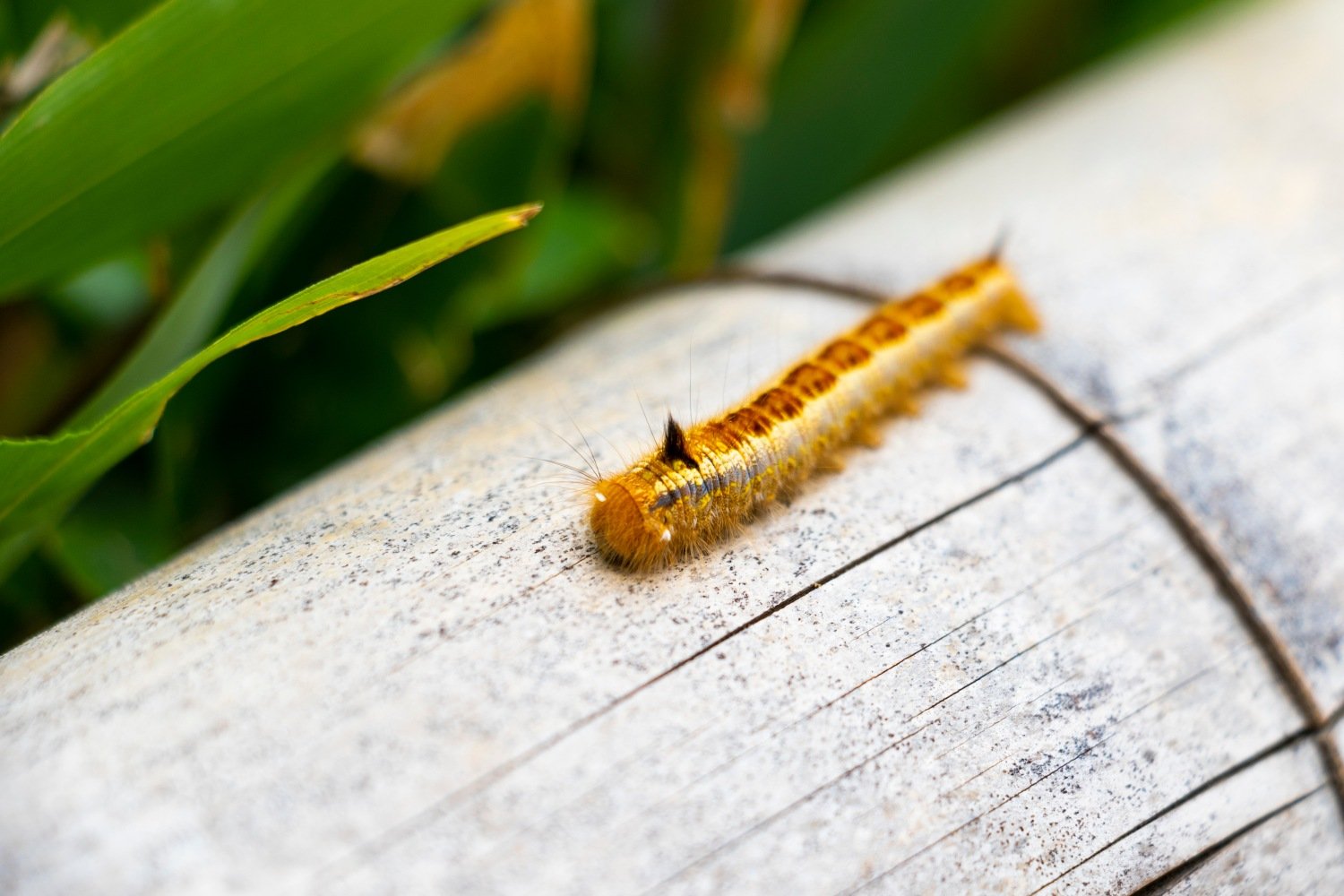 shutterstock_1423931816.jpg