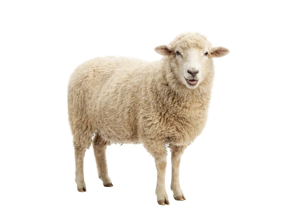 羊二匹 約50頭が店内へ】スーパーに羊の大群が乱入する様子にネット驚愕