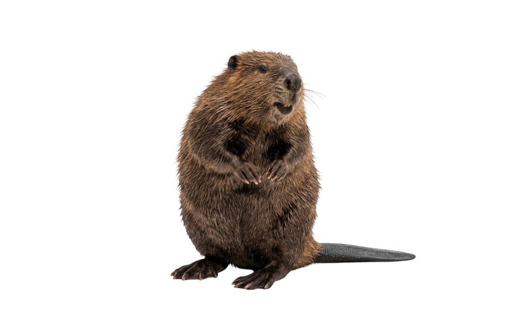 shutterstock_2755668199.jpg