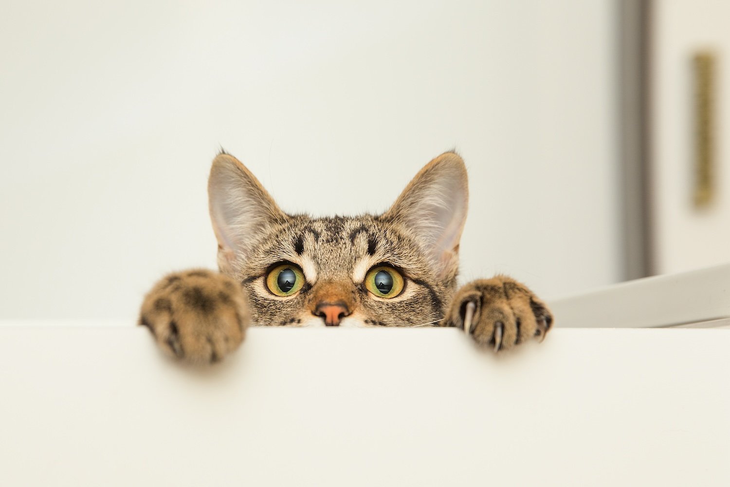 shutterstock_572043421.jpg
